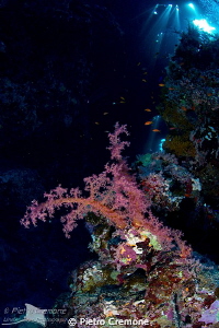 Soft coral in cave by Pietro Cremone 